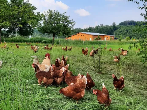 Freilaufende Hühner auf einer Wiese, im Hintergrund ein orangefarbener Stall und bewaldete Hügel