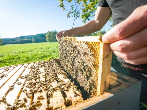 Ein Imker zieht ein Rähmchen voller Bienen aus dem Beutenkasten, dahinter eine sonnige Wiese und Wald